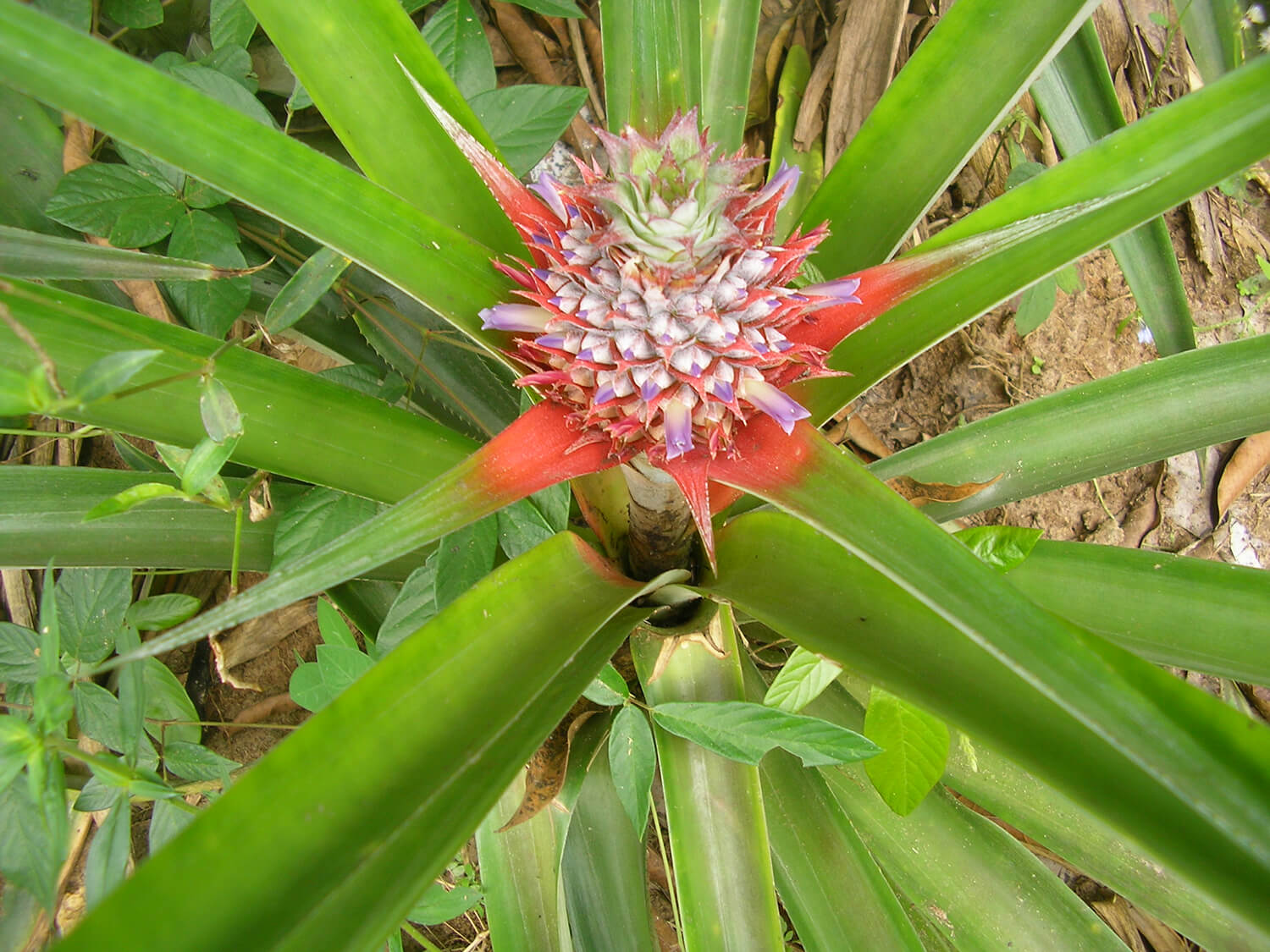 flora e fauna a zanzibar - maisha marefu